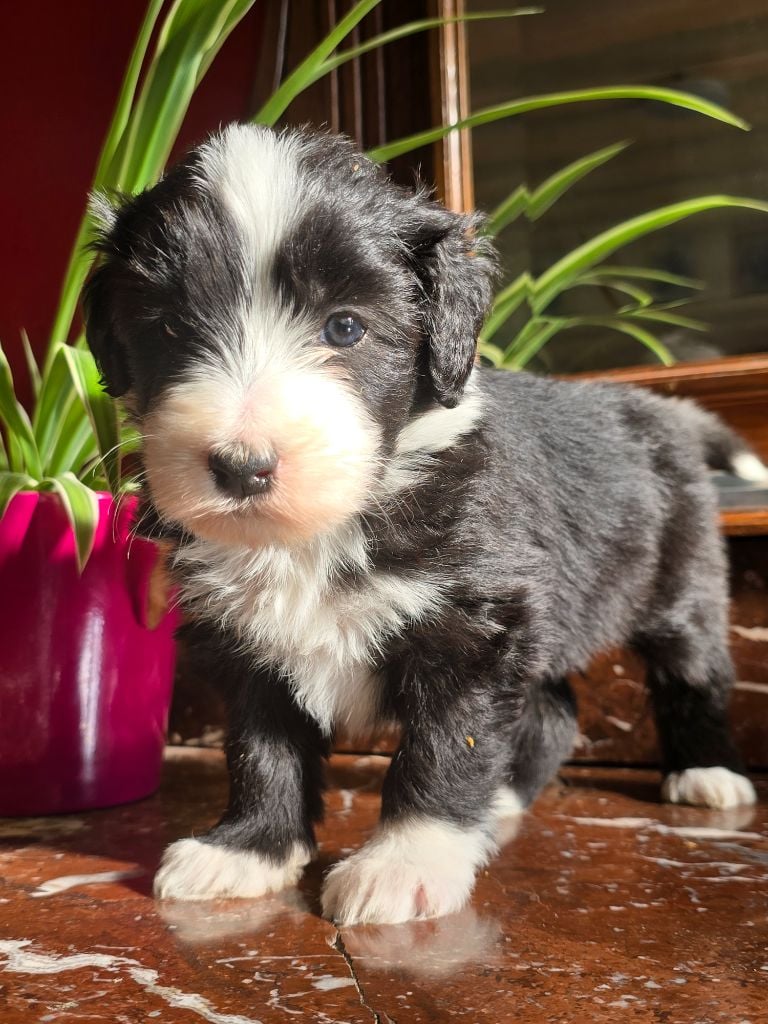 Des Compagnons Du Bonheur - Chiots disponibles - Bearded Collie