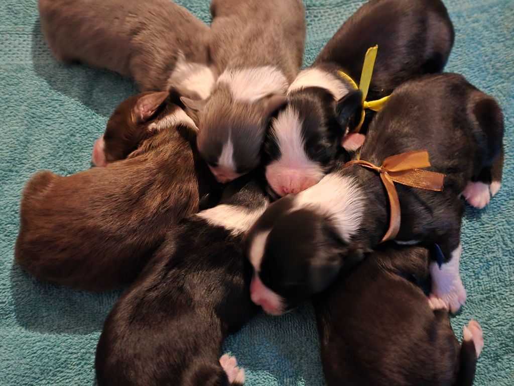 Chiot Bearded Collie Des Compagnons Du Bonheur