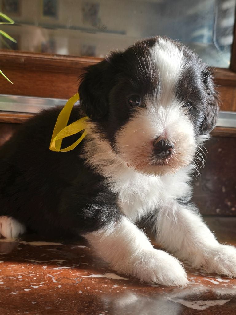 Des Compagnons Du Bonheur - Chiots disponibles - Bearded Collie