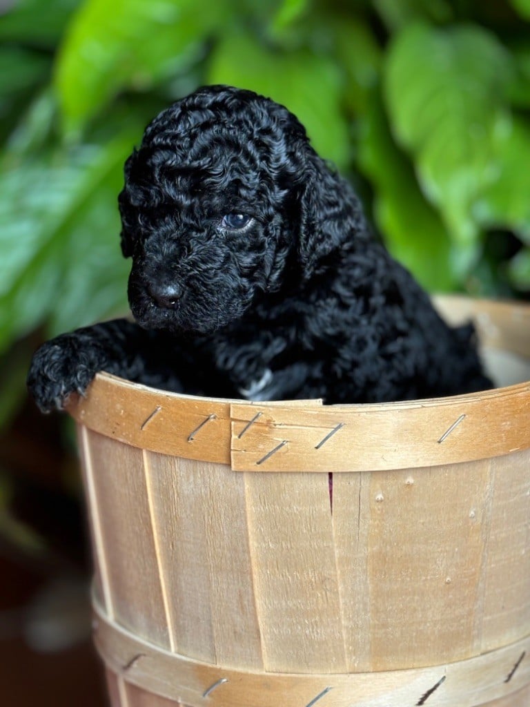 Phébus De L’orée Des Sygnes - Chiots disponibles - Barbet