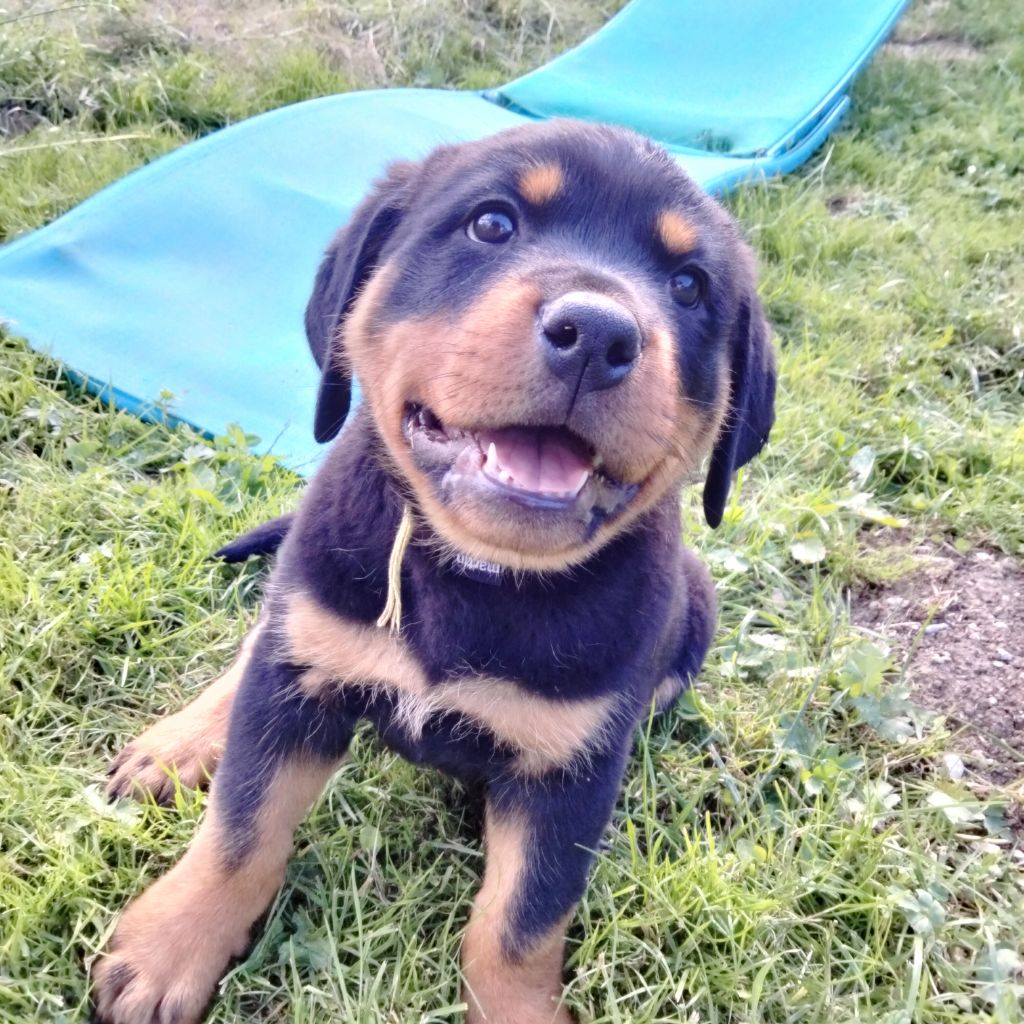 Des Berges Du Brevon - Chiots disponibles - Rottweiler