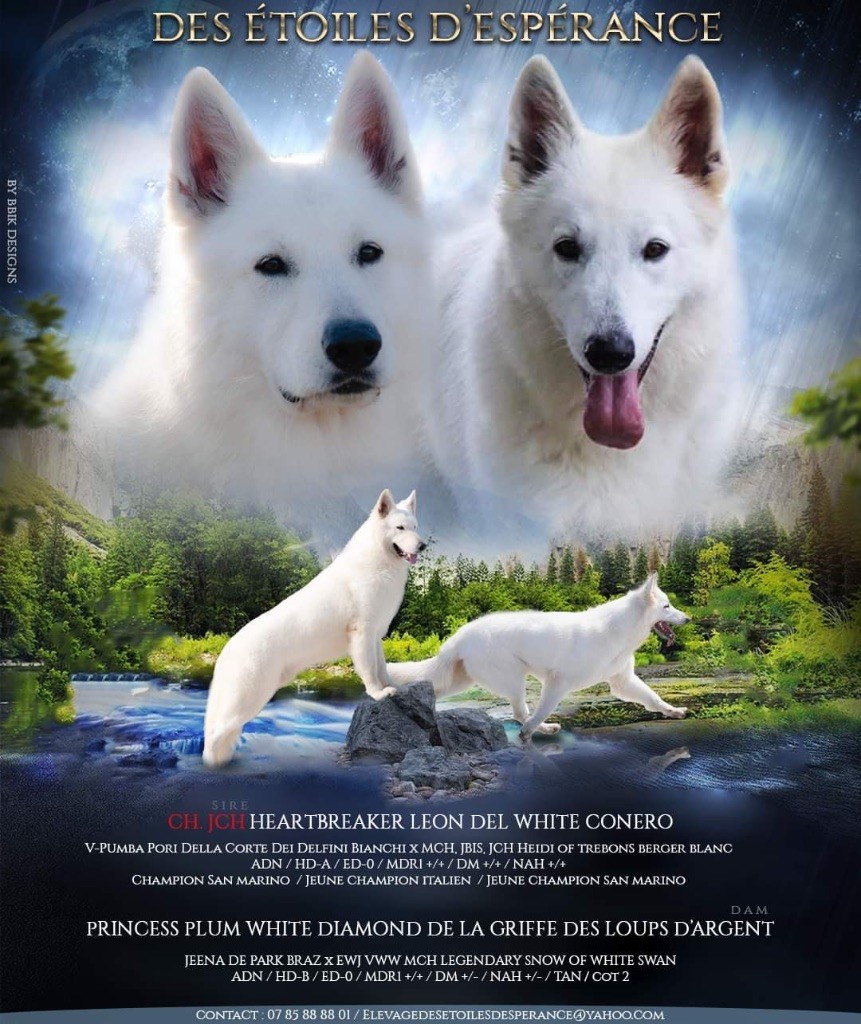 Des Etoiles D’Espérance - Berger Blanc Suisse - Portée née le 02/06/2023