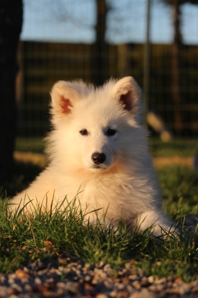 Des Etoiles D’Espérance - Berger Blanc Suisse - Portée née le 07/12/2019