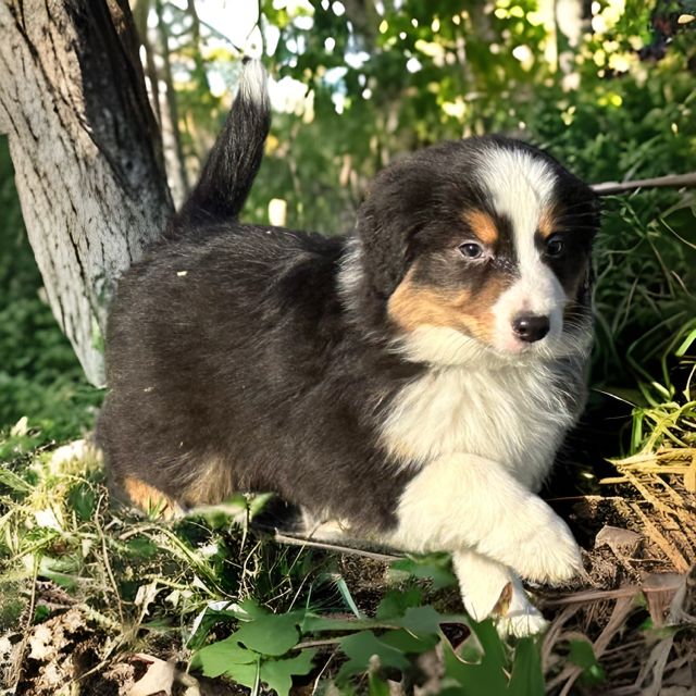 Julie Lenoble - Chiots disponibles - Berger Australien