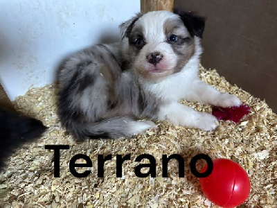 terrano