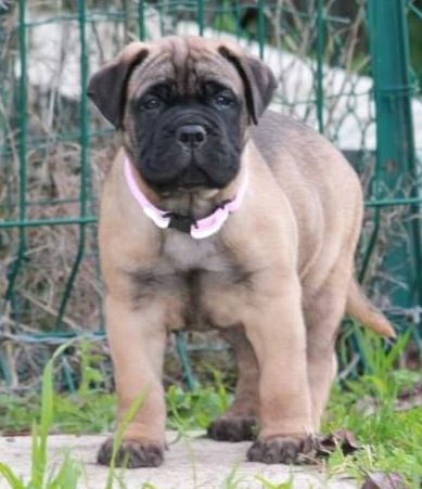 Du Kiosque Aux Etoiles - Bullmastiff - Portée née le 02/10/2020