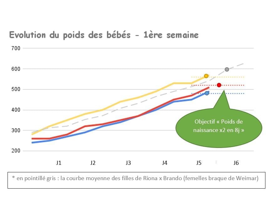 des loups gris d'Occitanie - Poids de naissance doublé en 6j !