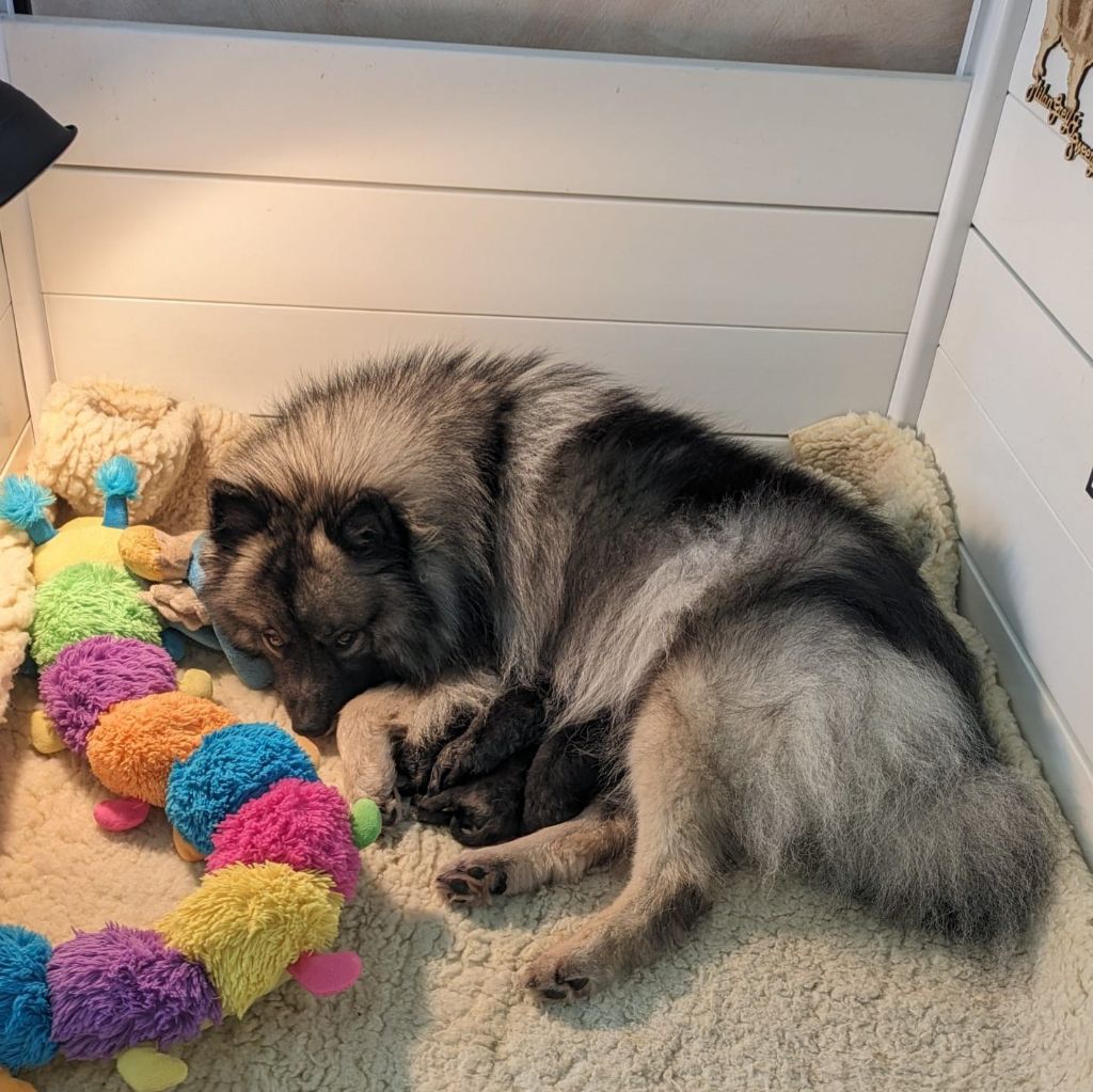 Chiot Spitz allemand des loups gris d'Occitanie