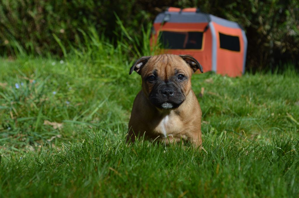 Abyss Of Enki - Chiots disponibles - Staffordshire Bull Terrier