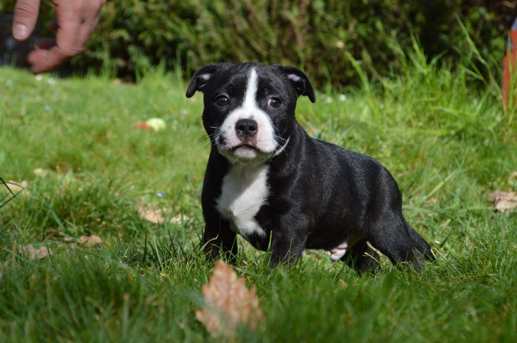 Abyss Of Enki - Chiots disponibles - Staffordshire Bull Terrier