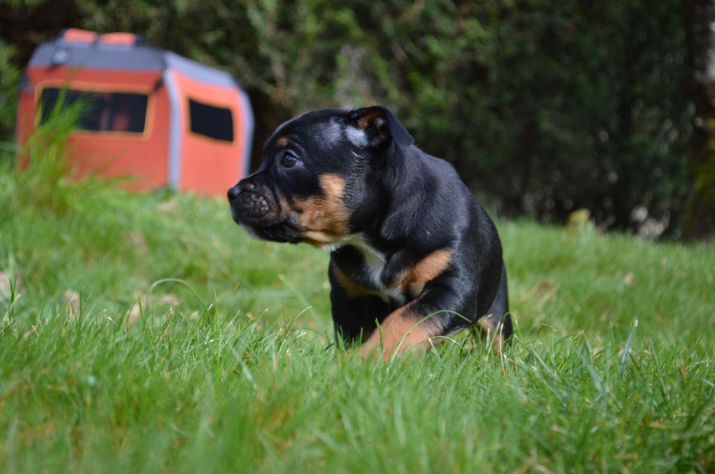 Abyss Of Enki - Chiots disponibles - Staffordshire Bull Terrier