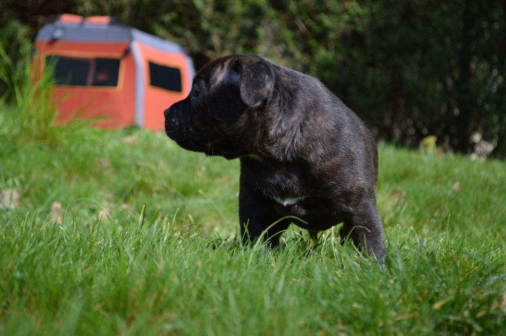 Abyss Of Enki - Chiots disponibles - Staffordshire Bull Terrier