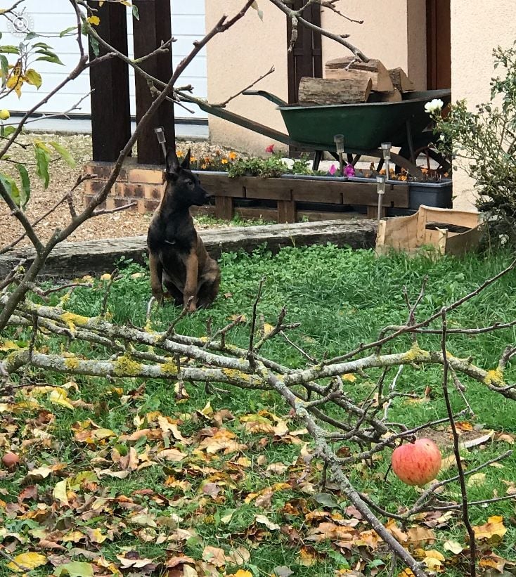 Des Centaures Du Mont Pelion - Nos Malous chez leur Famille