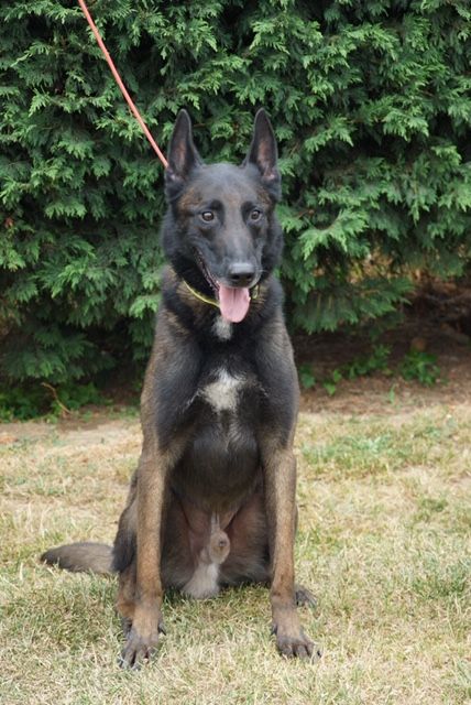 Chiot Berger Belge Des Centaures Du Mont Pelion