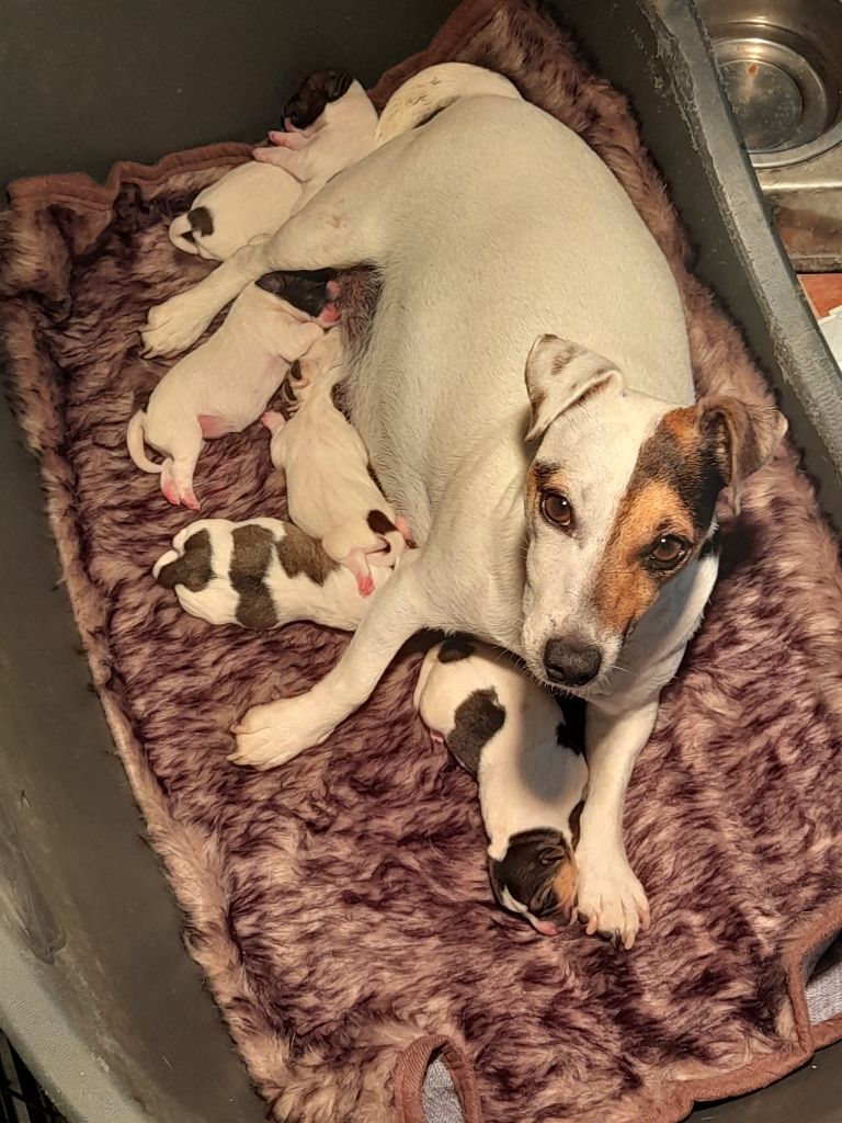 Du Domaine Des Deux étoiles - Jack Russell Terrier - Portée née le 03/10/2022