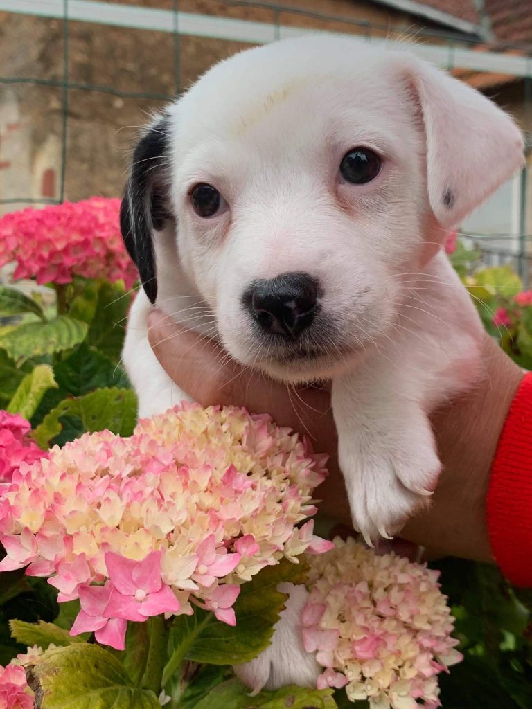 Chiot Jack Russell Terrier Du Domaine Des Deux étoiles