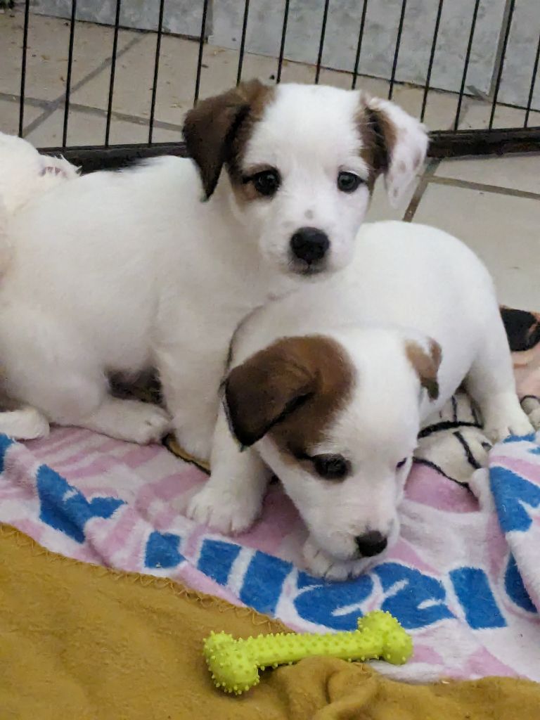 Du Domaine Des Deux étoiles - Jack Russell Terrier - Portée née le 06/01/2024