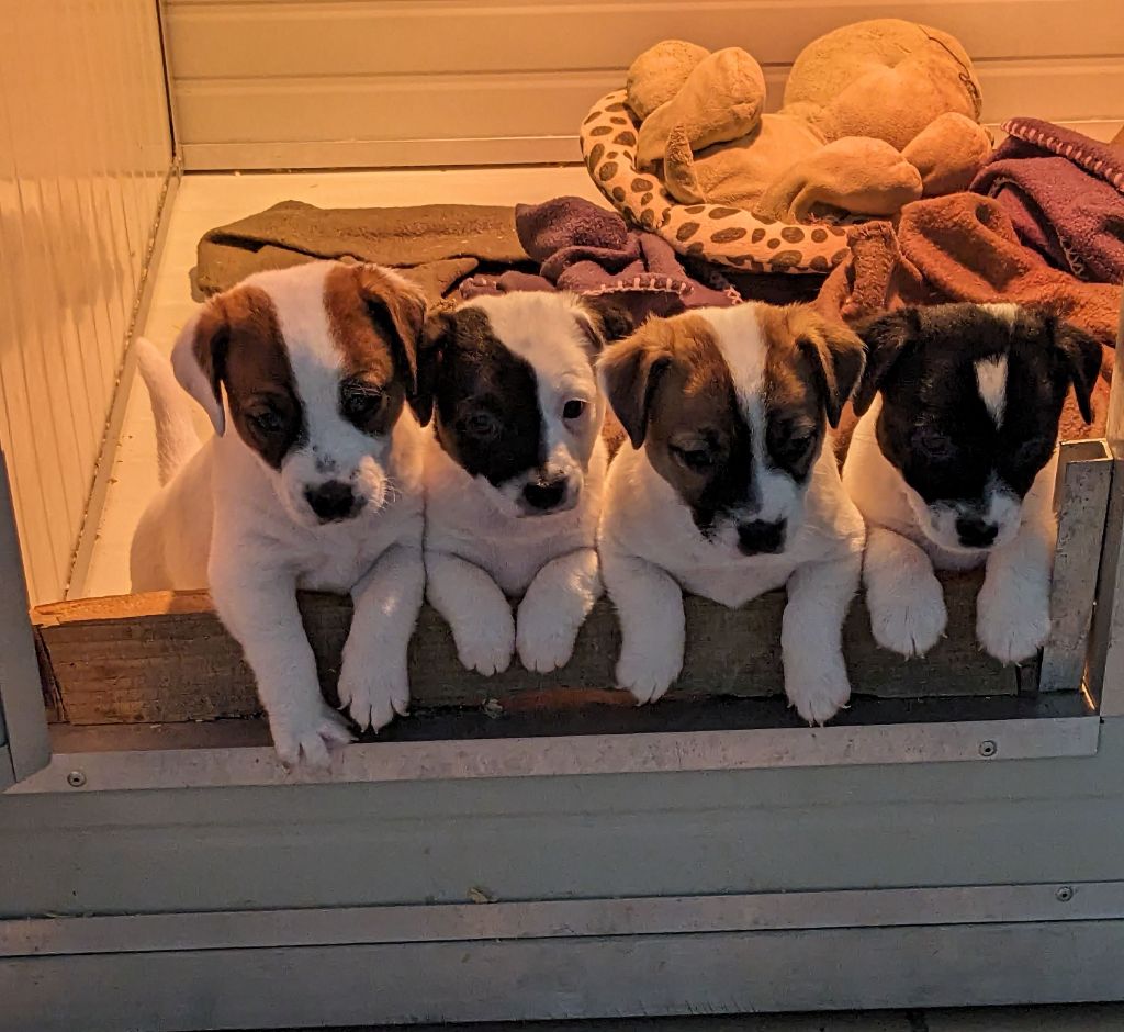 Du Domaine Des Deux étoiles - Jack Russell Terrier - Portée née le 14/08/2023