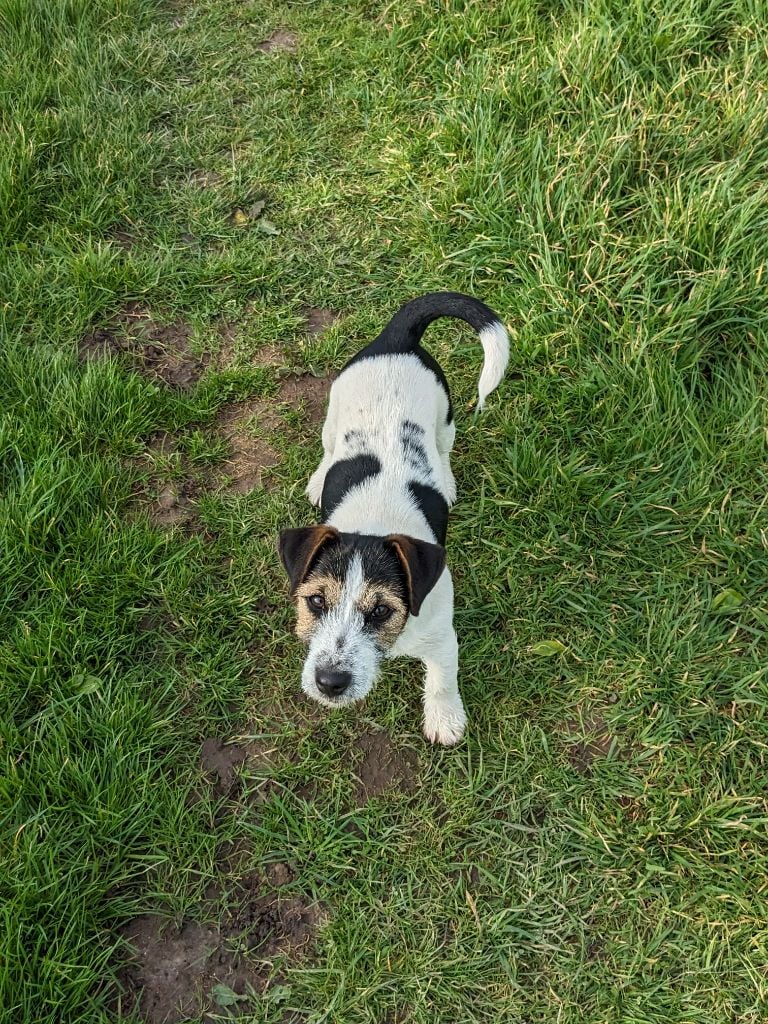 Du Domaine Des Deux étoiles - Jack Russell Terrier - Portée née le 06/10/2023