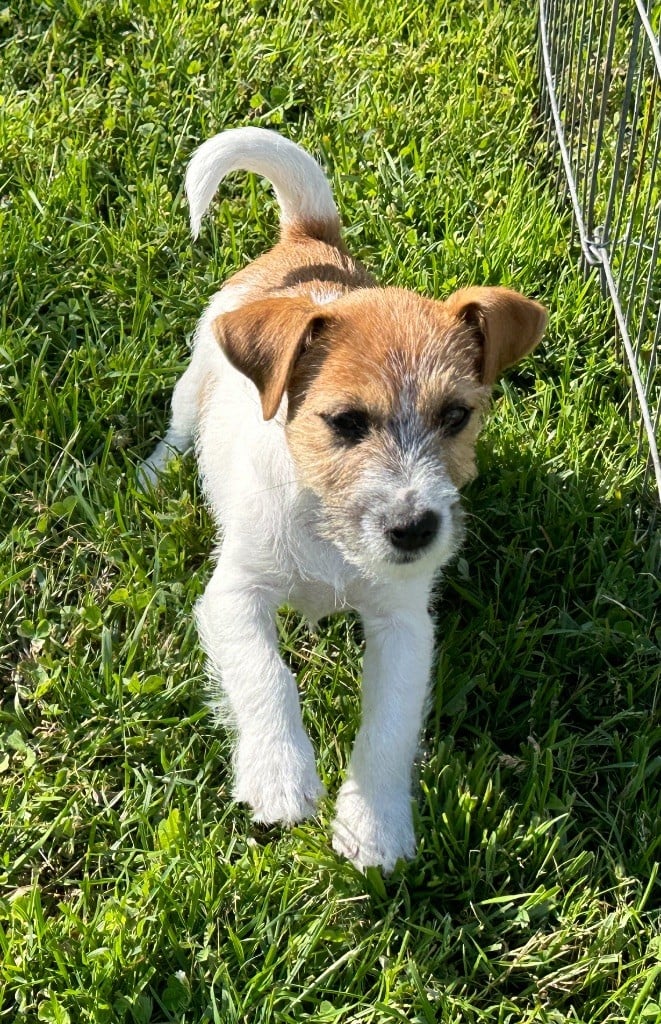 Lacus Meduli - Chiots disponibles - Jack Russell Terrier