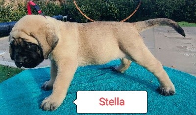 STELLA