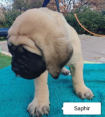 SAPHIR