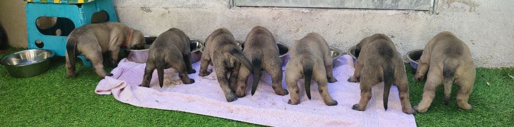 De La Villa Giulisario - Mastiff - Portée née le 11/05/2022