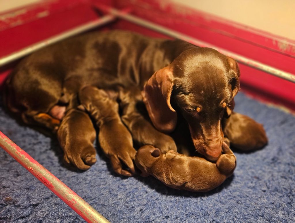 Chiot Teckel poil ras Du Domaine Des Jouvenceaux