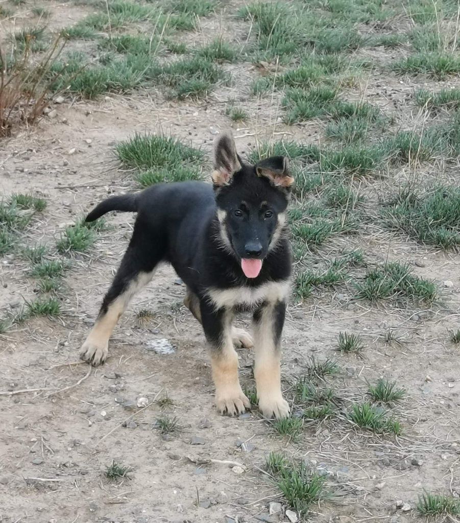 Lord Harlem's - Chiots disponibles - Berger Allemand