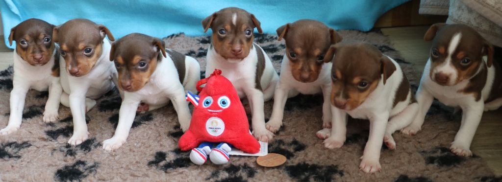 Chiot Terrier Bresilien Do Terra Yemanja