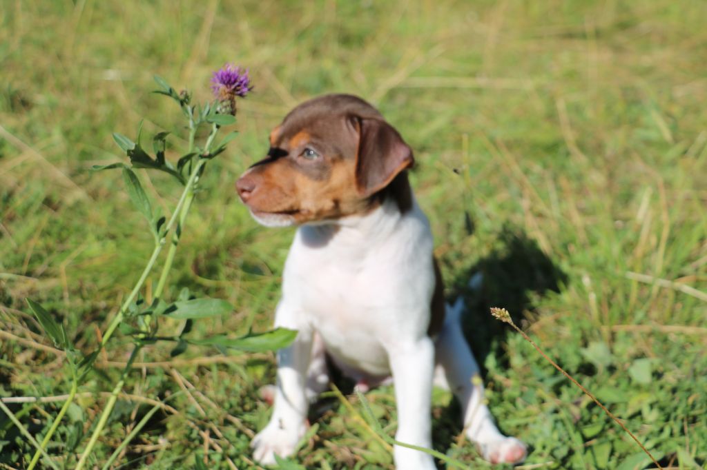 Do Terra Yemanja - Chiots disponibles - Terrier Bresilien