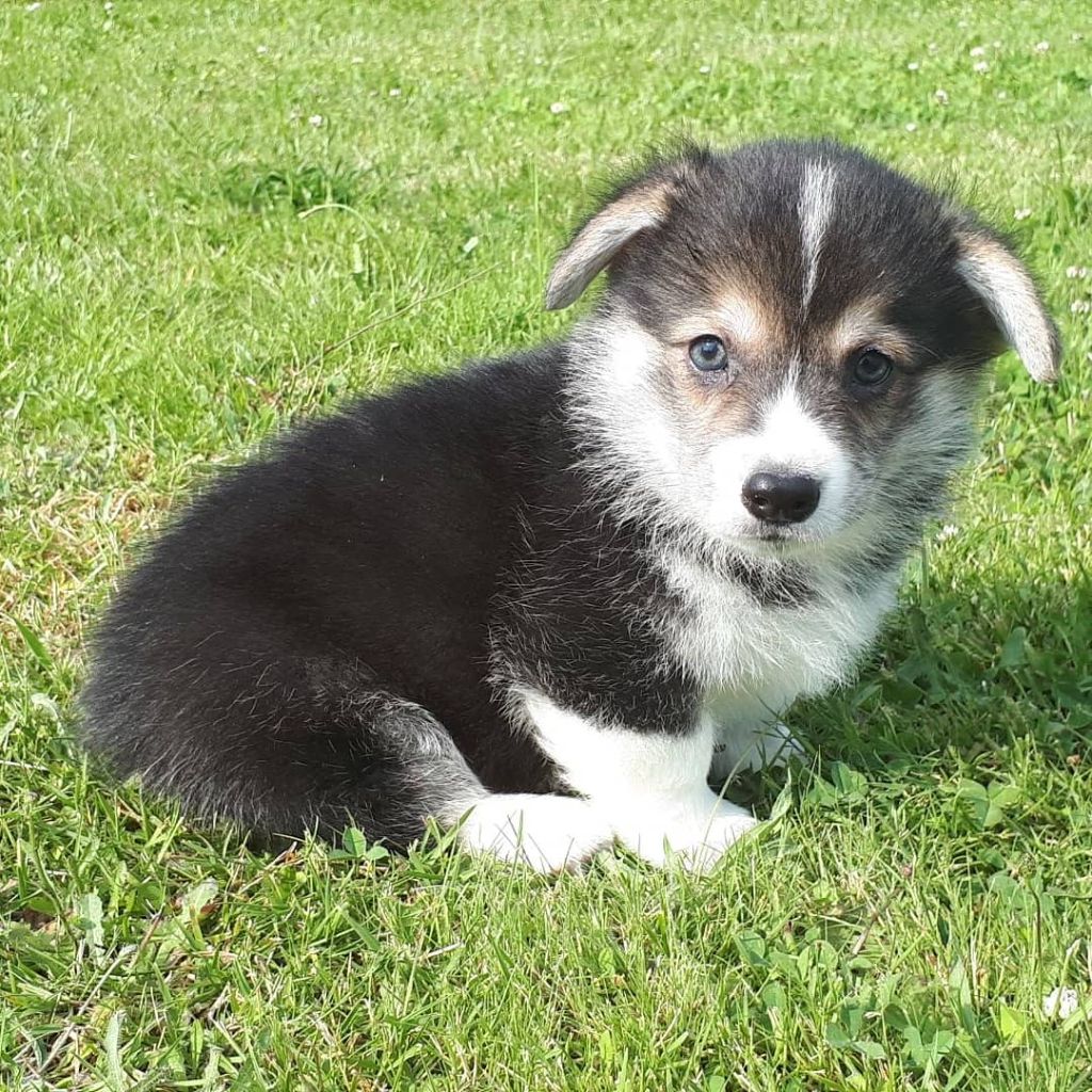 du Domaine de Cap Tort - Welsh Corgi Pembroke - Portée née le 13/08/2020