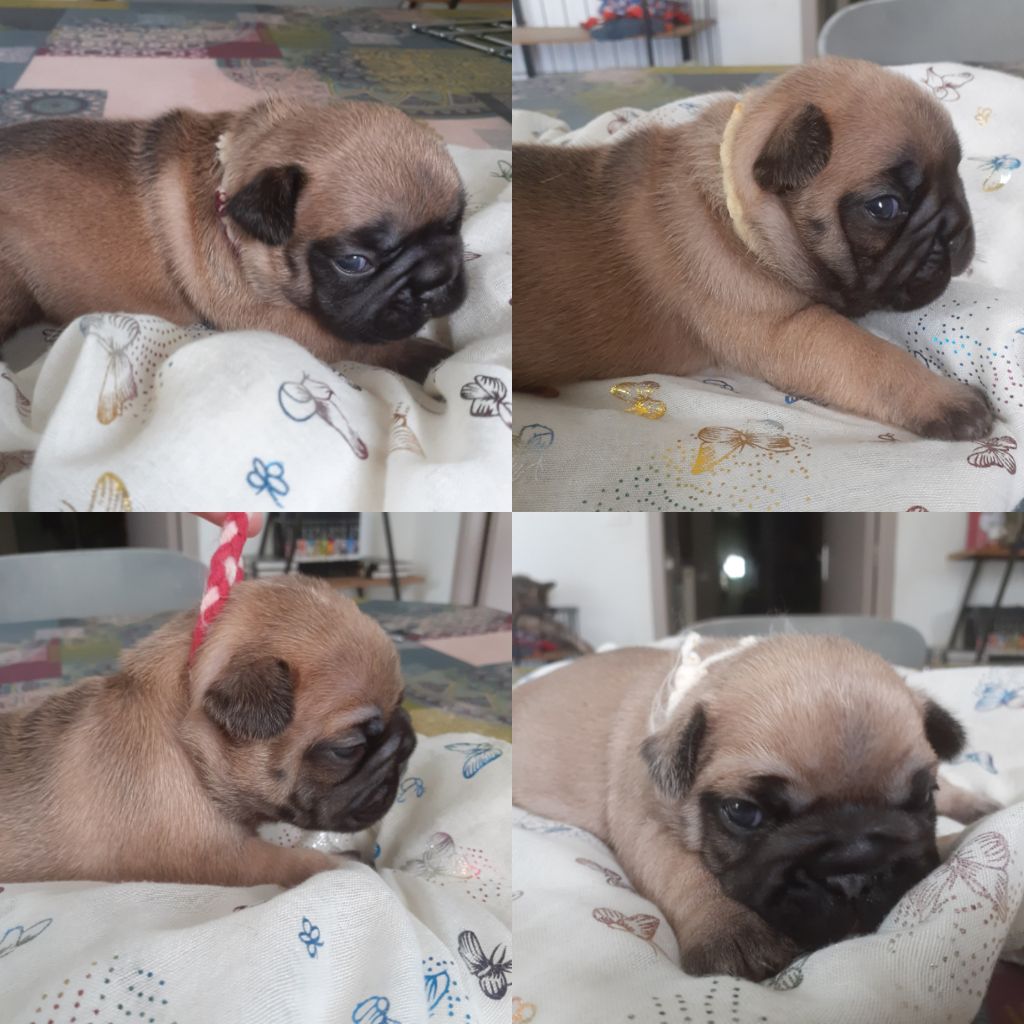 Chiot Bouledogue français Of Golden Little Frenchies