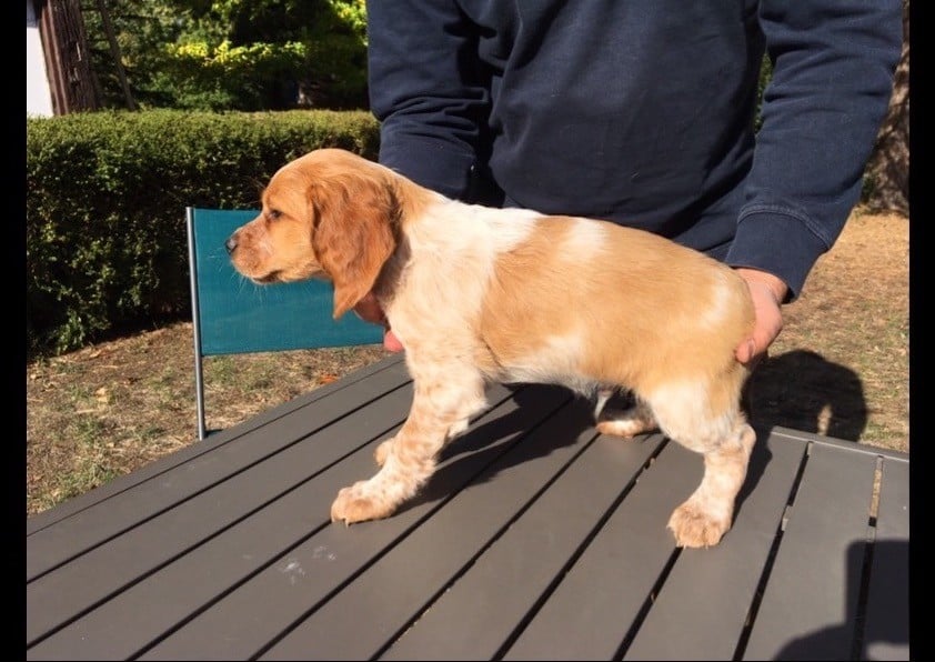 De La Malherberie - Chiots disponibles - Epagneul Breton