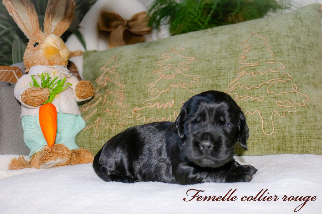 Of Ortense Memories - Chiots disponibles - Cocker Spaniel Anglais