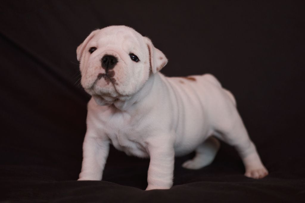 Of Luxury Sweety Bulls - Chiots disponibles - Bulldog Anglais