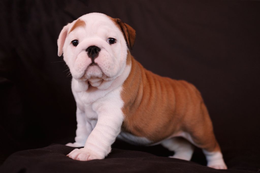 Of Luxury Sweety Bulls - Chiots disponibles - Bulldog Anglais