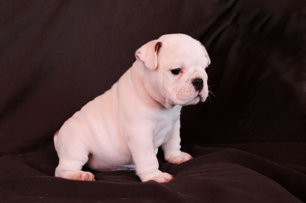 Of Luxury Sweety Bulls - Chiots disponibles - Bulldog Anglais