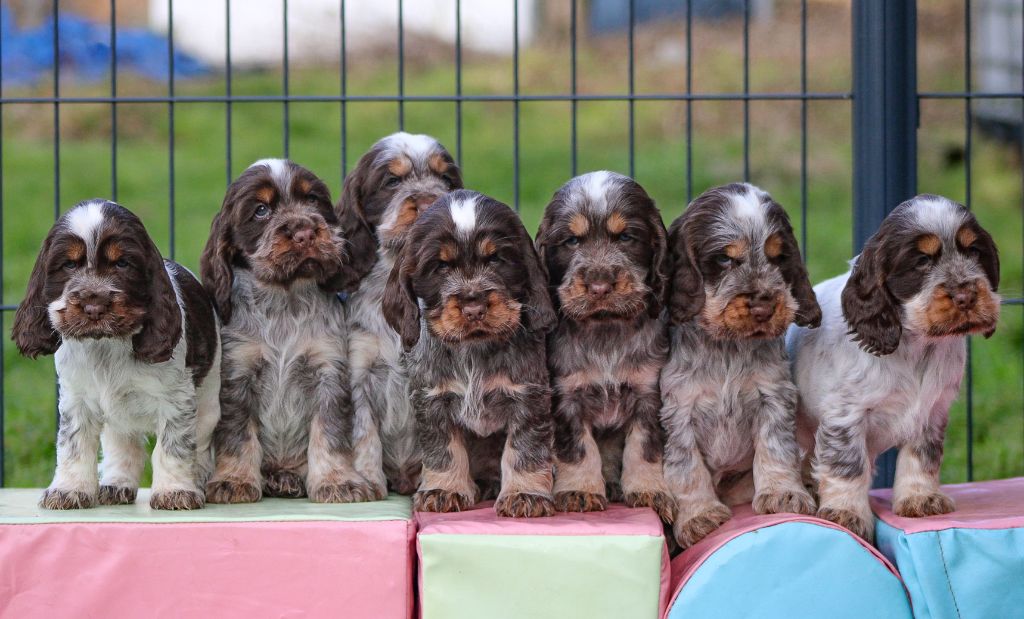 Du Pays Des Petits Chenapans - Cocker Spaniel Anglais - Portée née le 07/12/2024