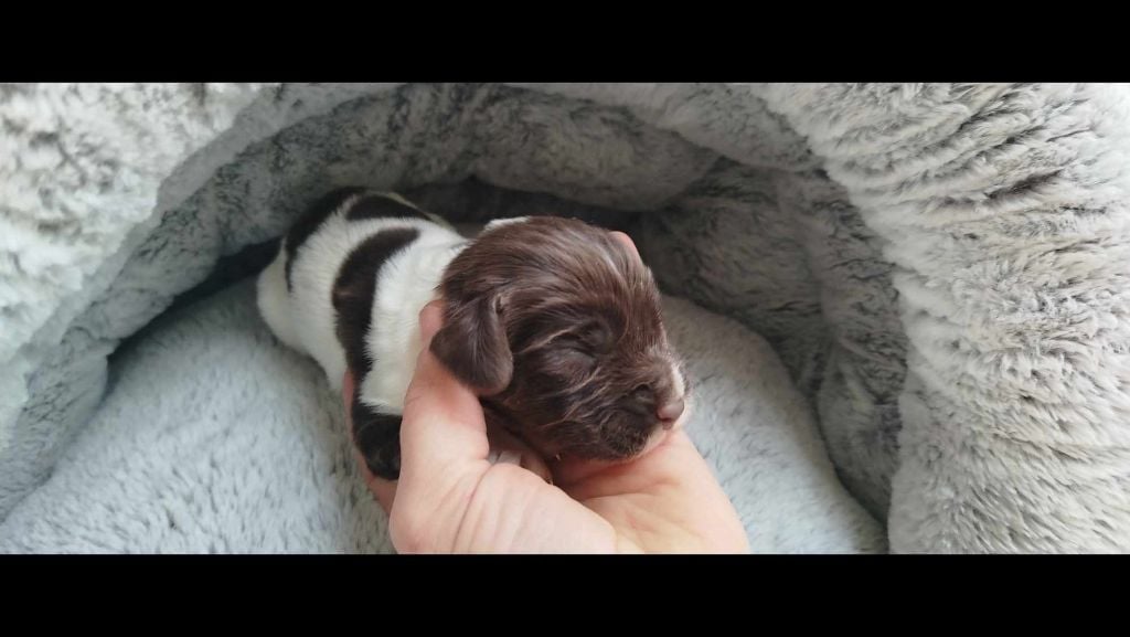 Brush Master - Chiots disponibles - English Springer Spaniel