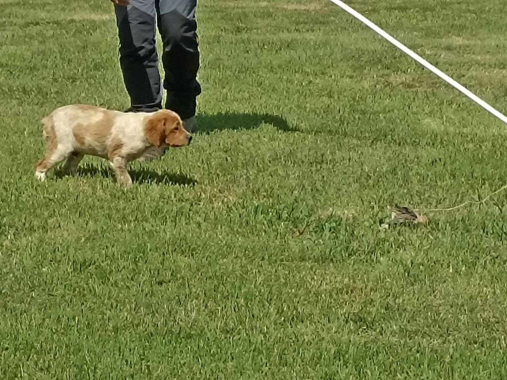 Brush Master - Chiots disponibles - Epagneul Breton