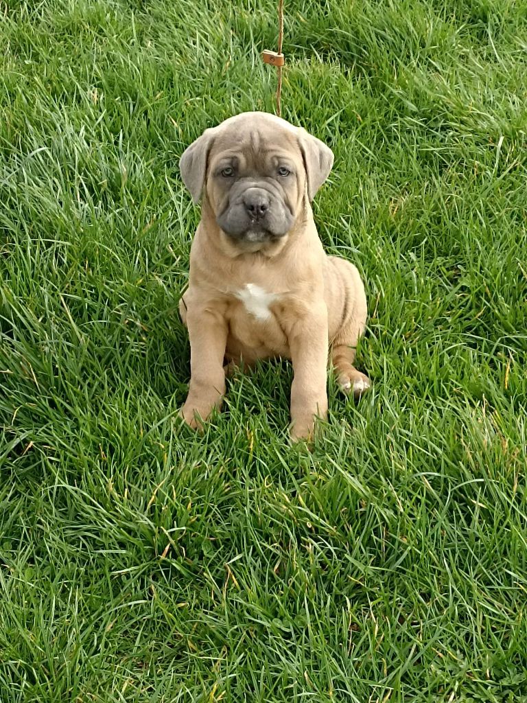 Brush Master - Chiots disponibles - Cane Corso