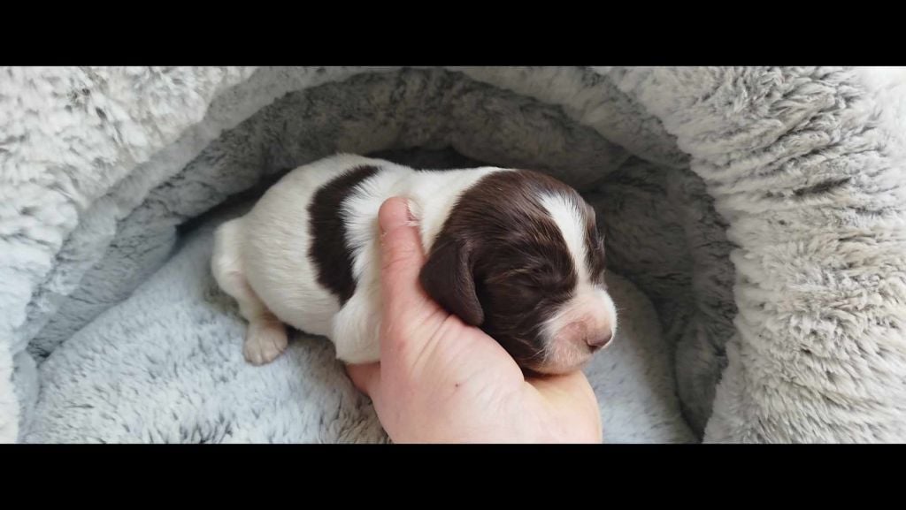 Brush Master - Chiots disponibles - English Springer Spaniel