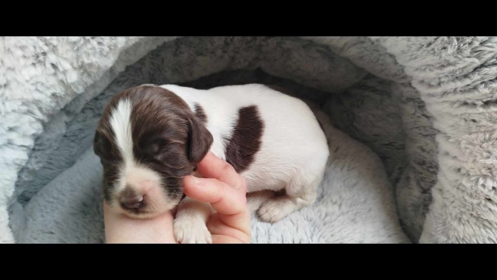 Brush Master - Chiots disponibles - English Springer Spaniel