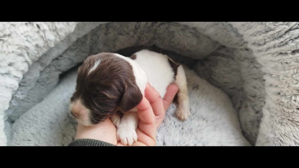 Brush Master - Chiots disponibles - English Springer Spaniel