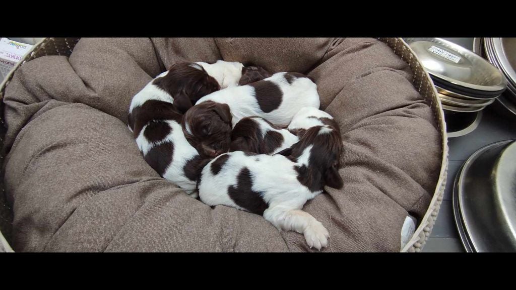 Chiot English Springer Spaniel Brush Master