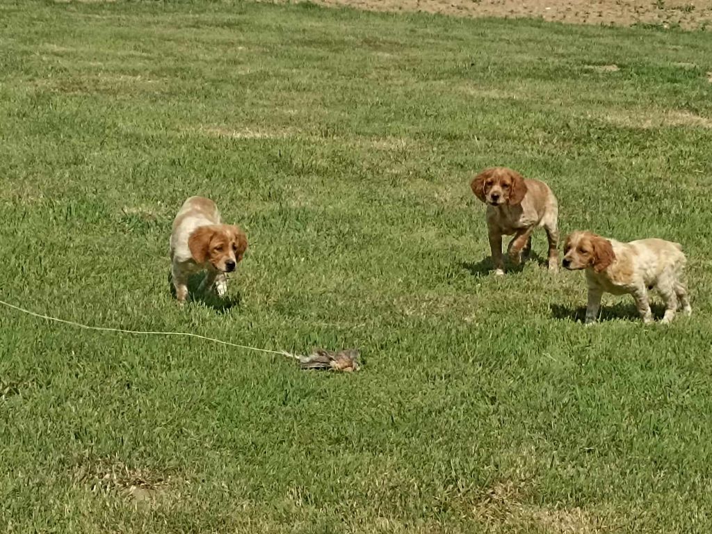 Brush Master - Chiots disponibles - Epagneul Breton