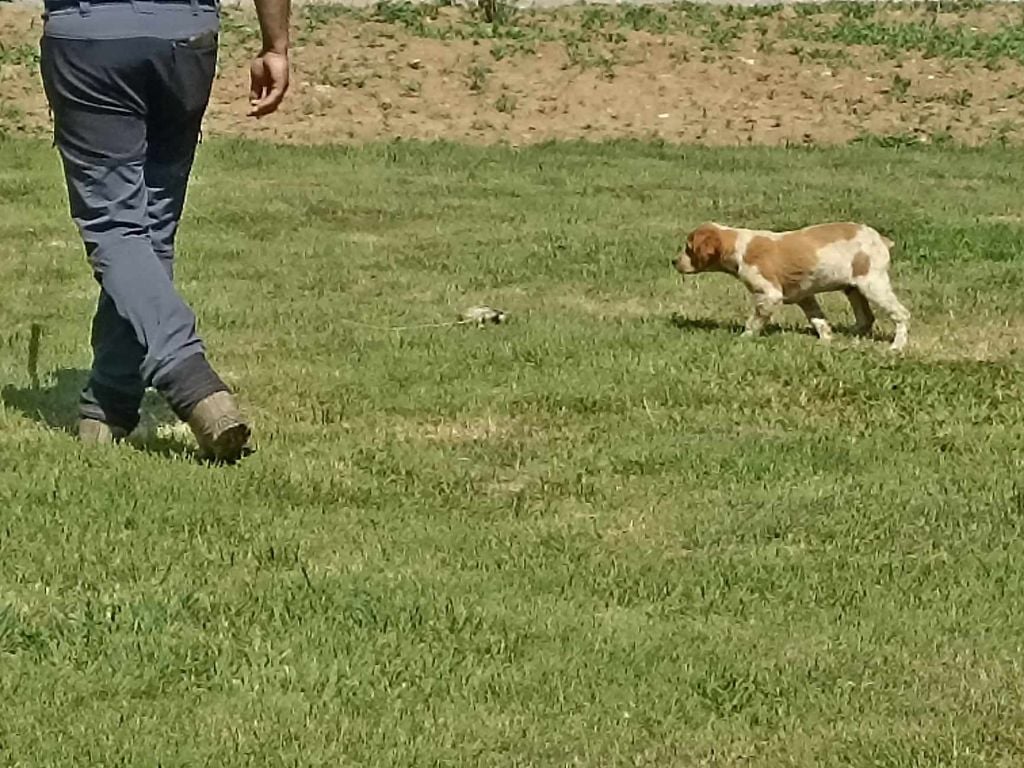 Brush Master - Chiots disponibles - Epagneul Breton