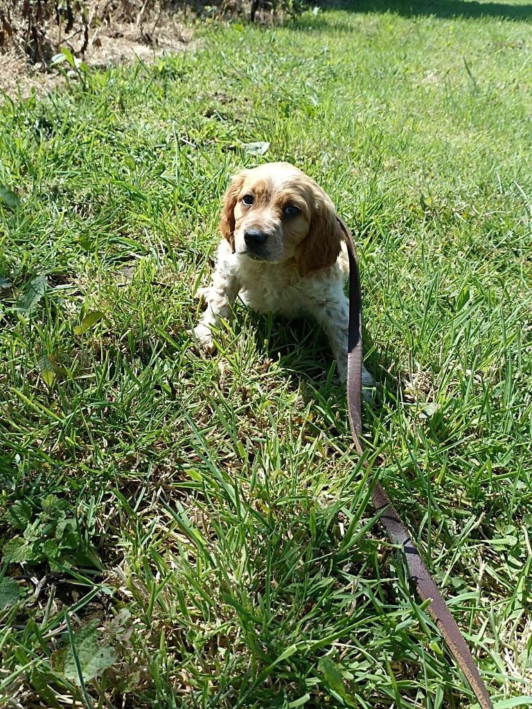 Brush Master - Chiots disponibles - Epagneul Breton