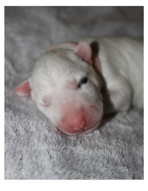 From The Bull Of Love Garden - Chiots disponibles - Bull Terrier